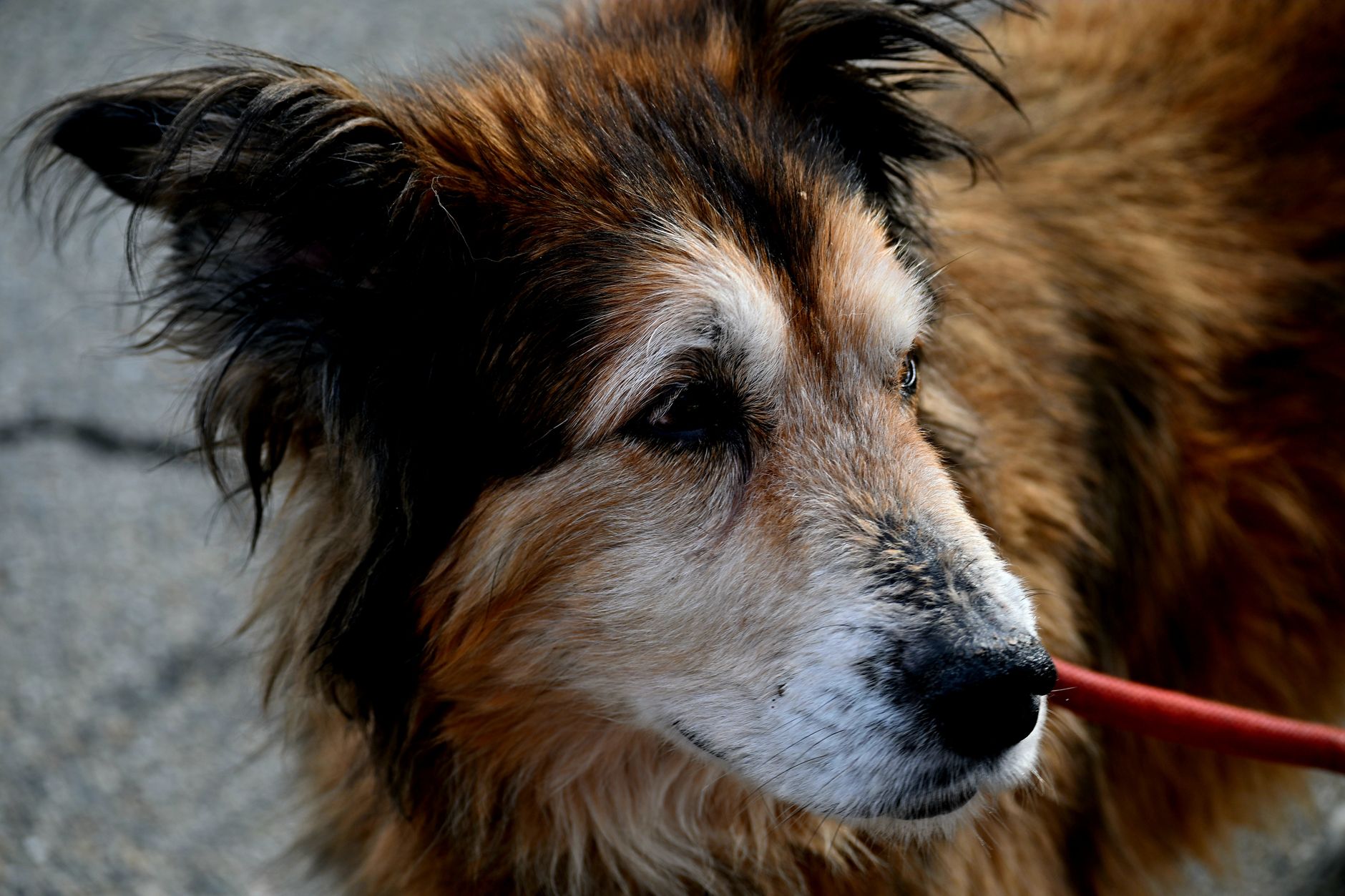 シニア犬の耳ケアに必要なグッズと方法｜選び方から使い方まで徹底解説
