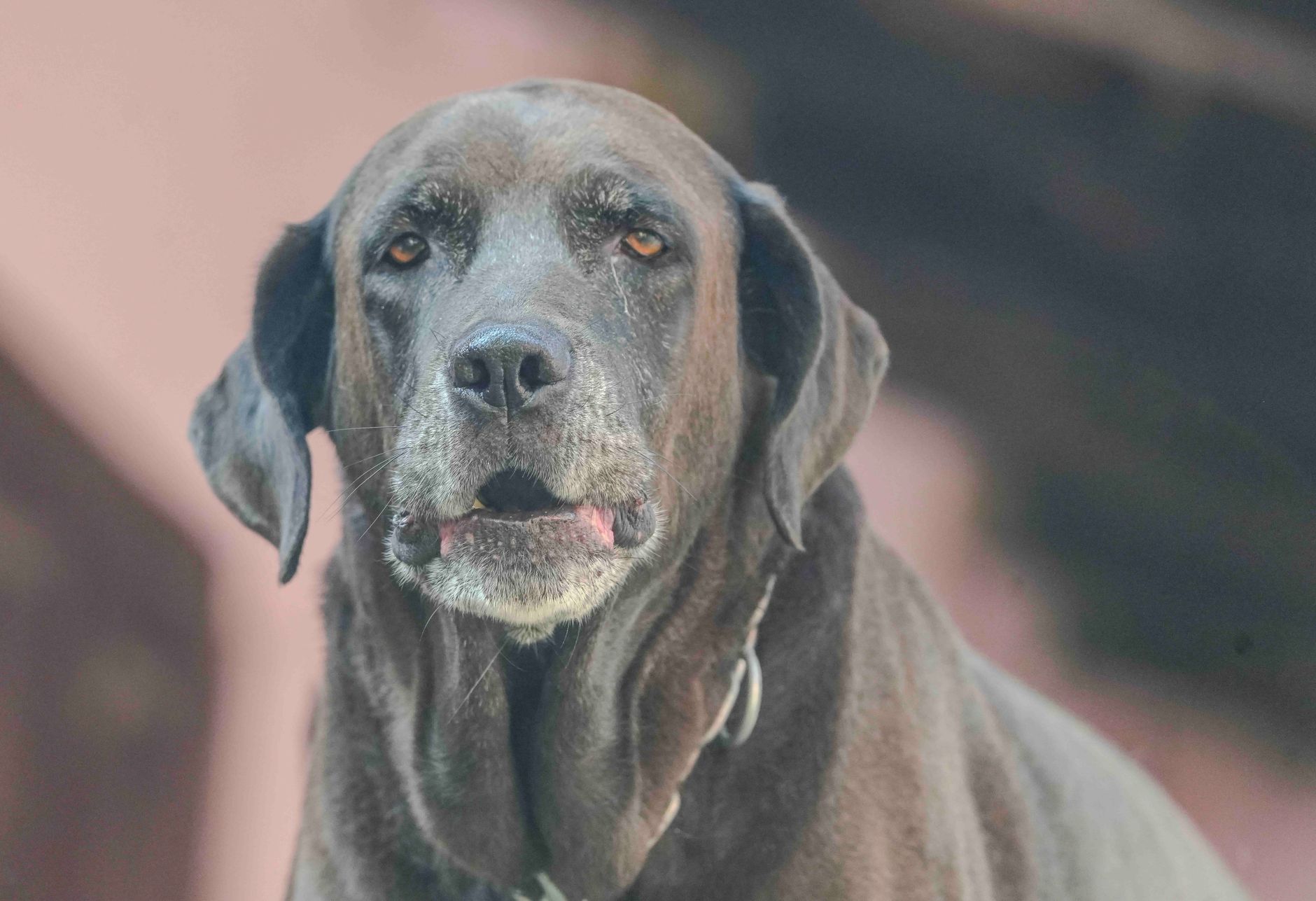 シニア犬の体重管理グッズ7選｜健康維持のための選び方完全ガイド