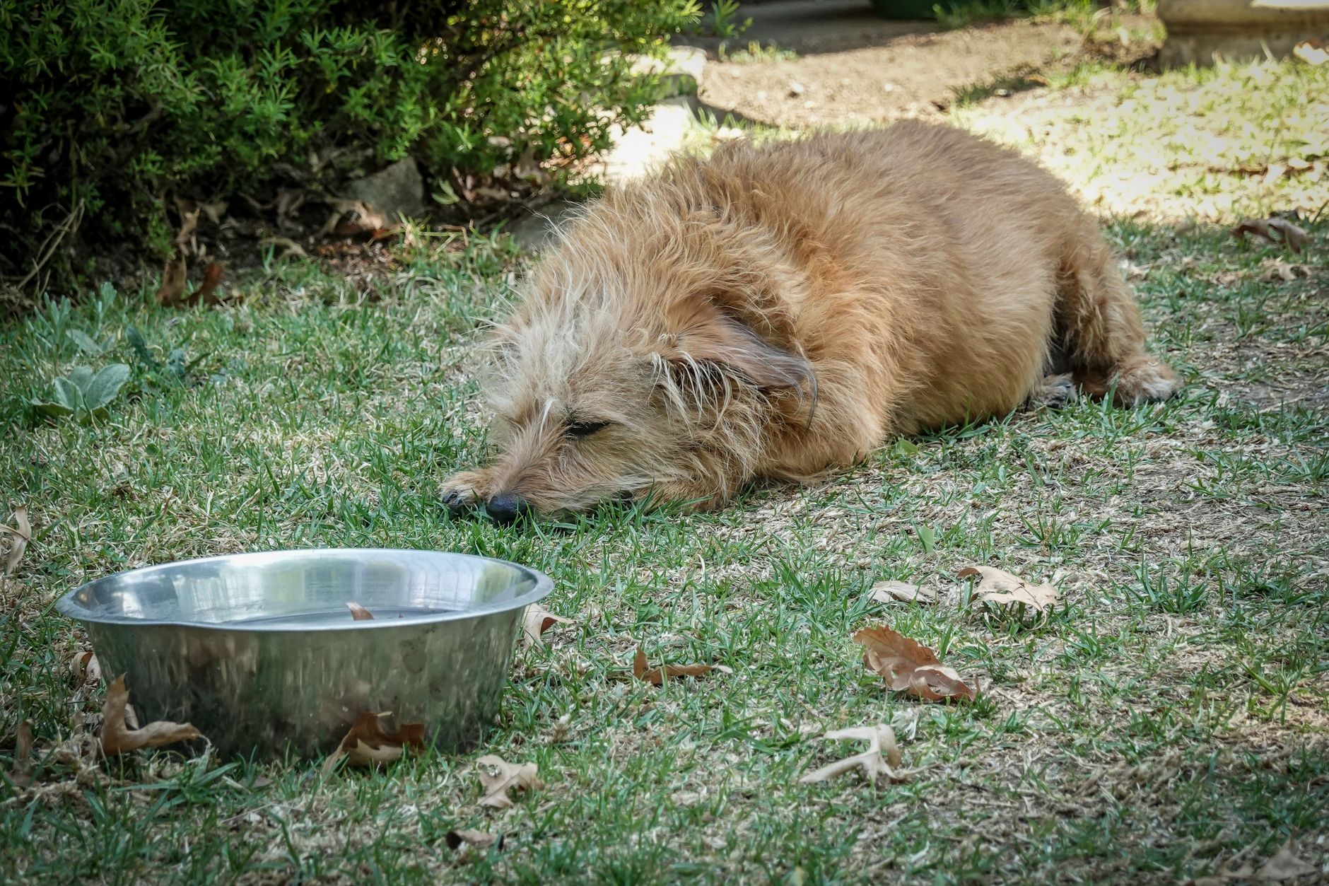 シニア犬の水分補給対策｜選び方とおすすめグッズ7選