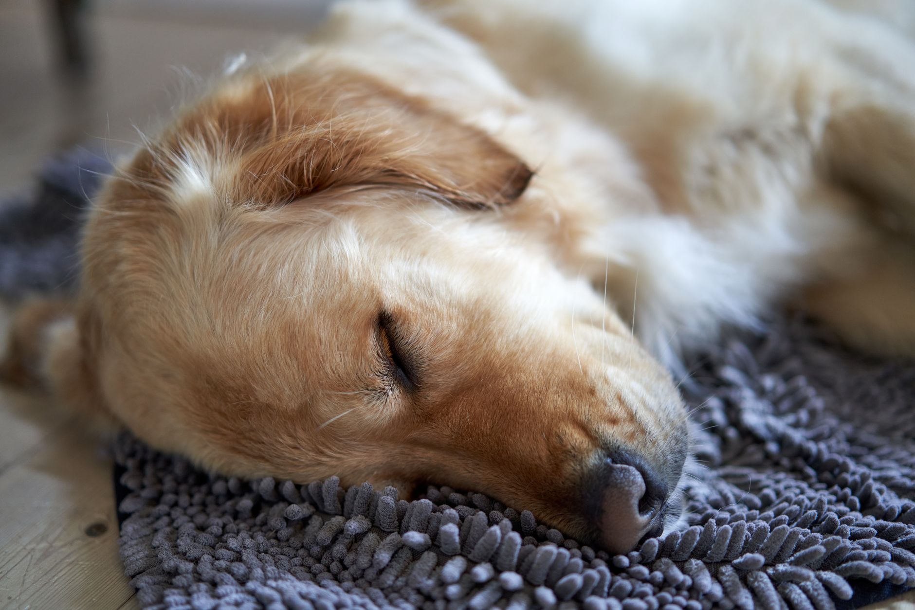 老犬が寝てばかりいる時のケアグッズ選び方とおすすめ7選