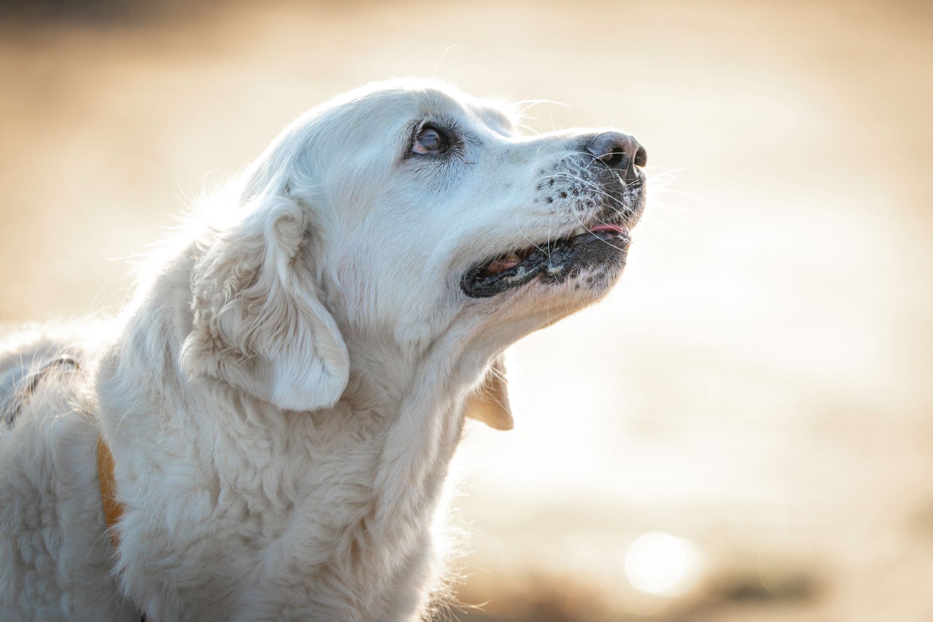 老犬の看取り準備に必要なグッズ15選｜選び方と使い方を徹底解説