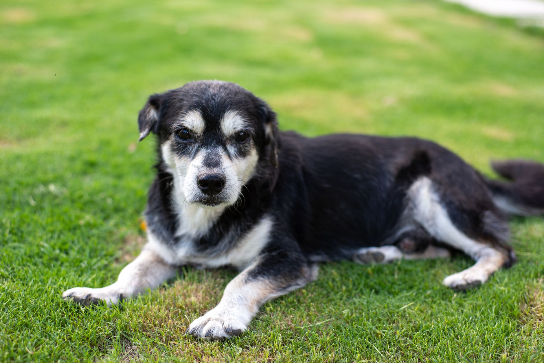 老犬の暑さ対策グッズおすすめ10選｜夏を快適に過ごす選び方