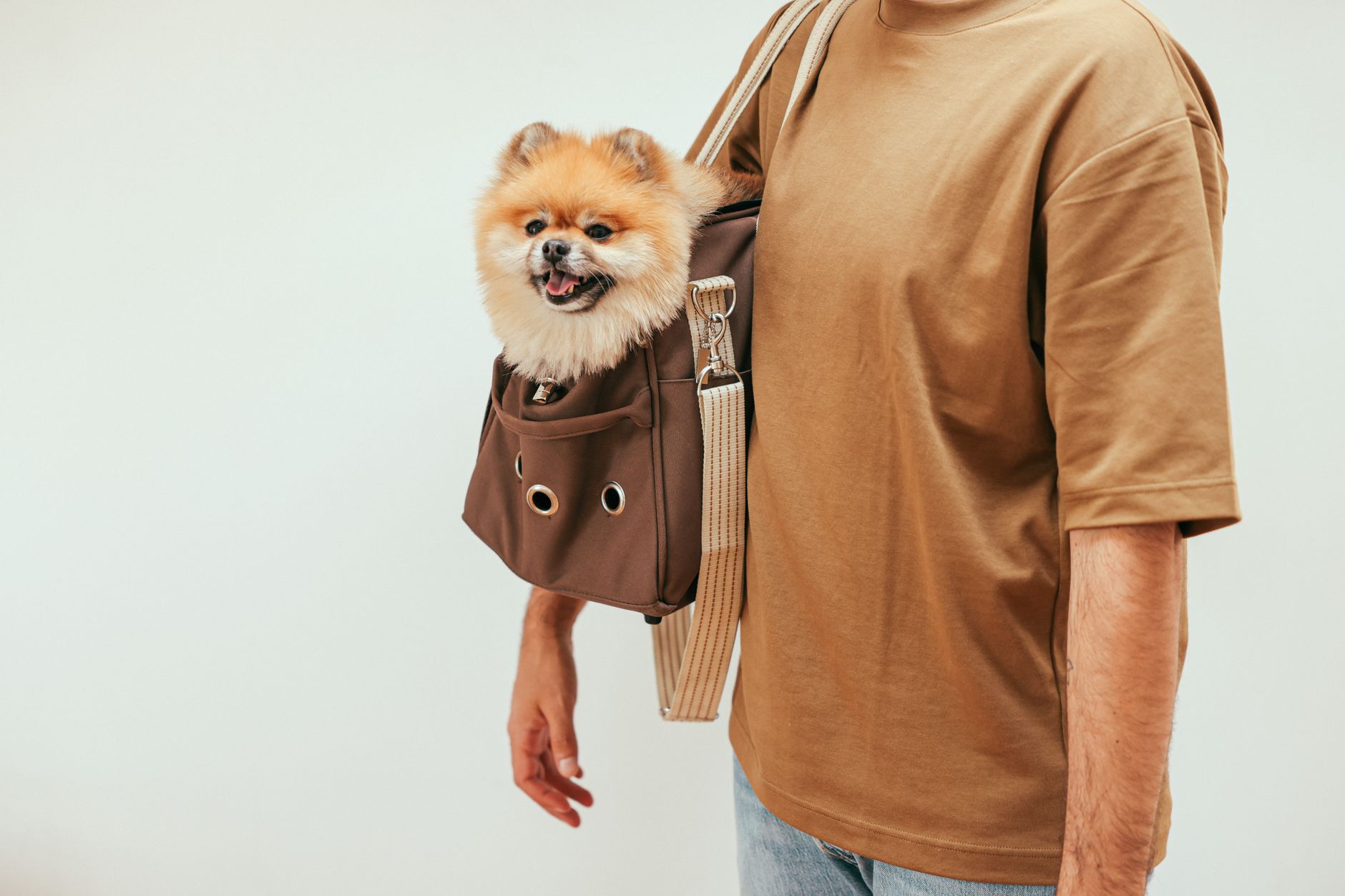 シニア犬キャリーバッグおすすめ選び方｜年齢に合わせた快適移動グッズ