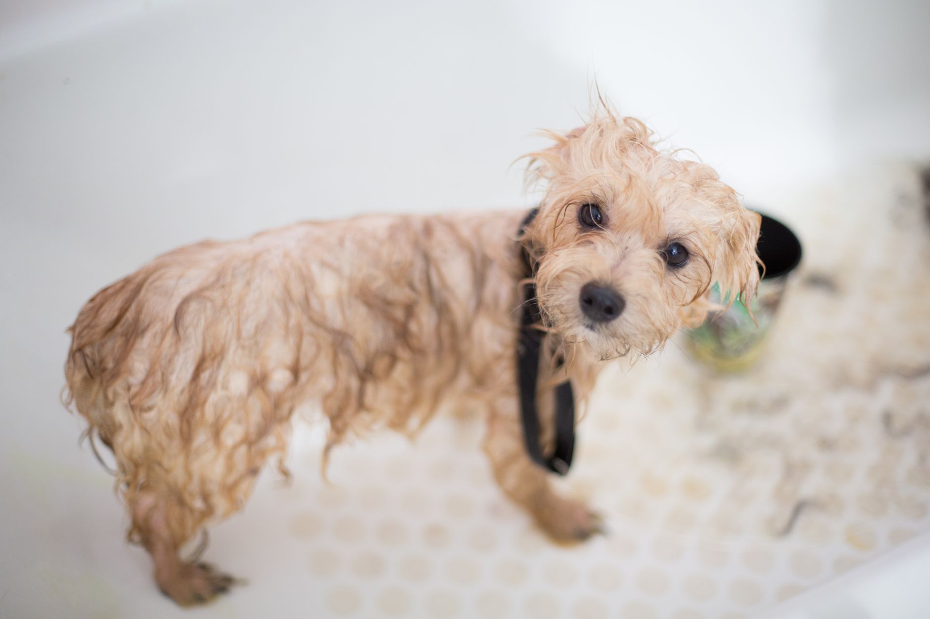 老犬ドライシャンプーおすすめ7選｜選び方と使い方のポイント