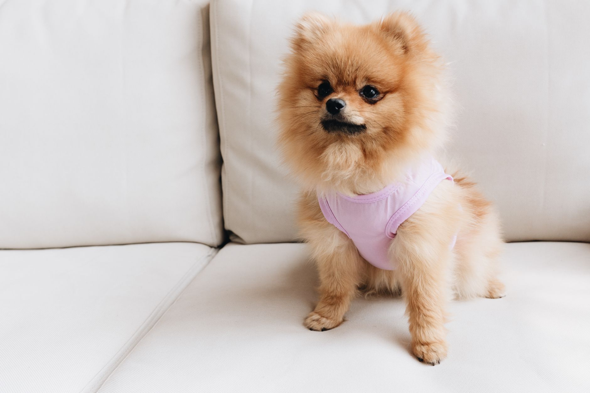 老犬のおむつカバー|洗えるタイプの選び方とおすすめ商品