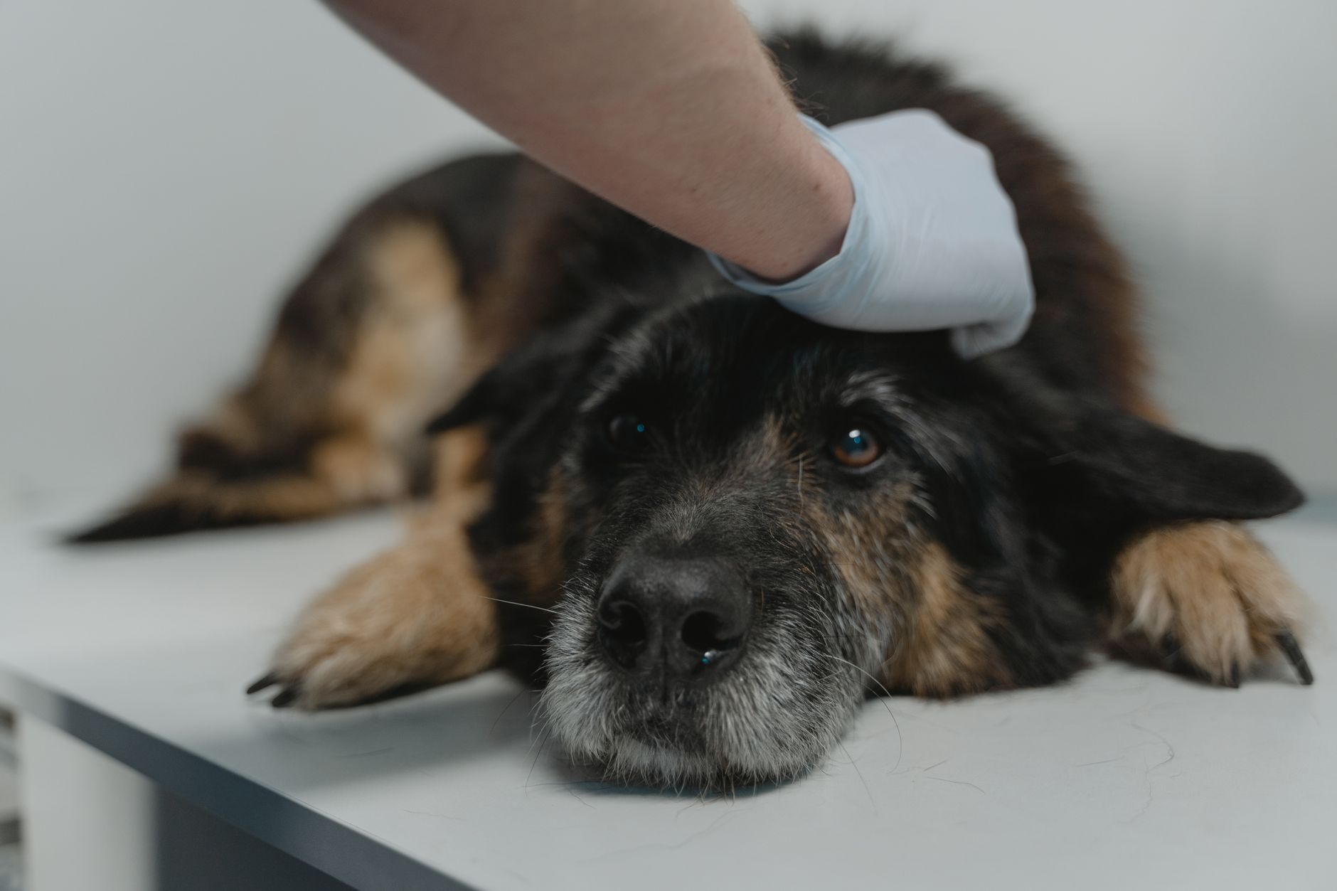 シニア犬の病院通いは何ヶ月に1回？適切な受診頻度を解説