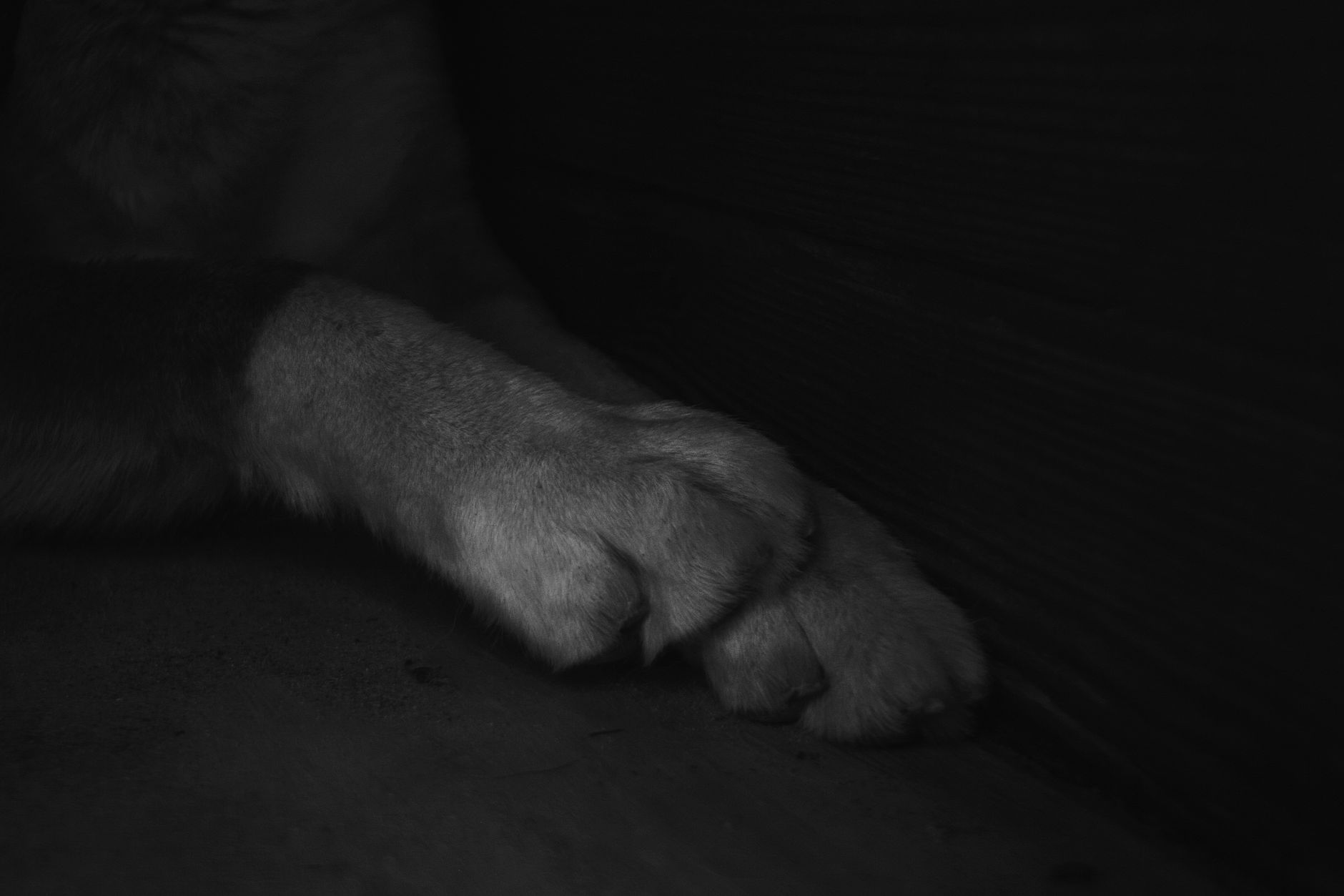 老犬の肉球ケアグッズおすすめ｜選び方と使い方を徹底解説