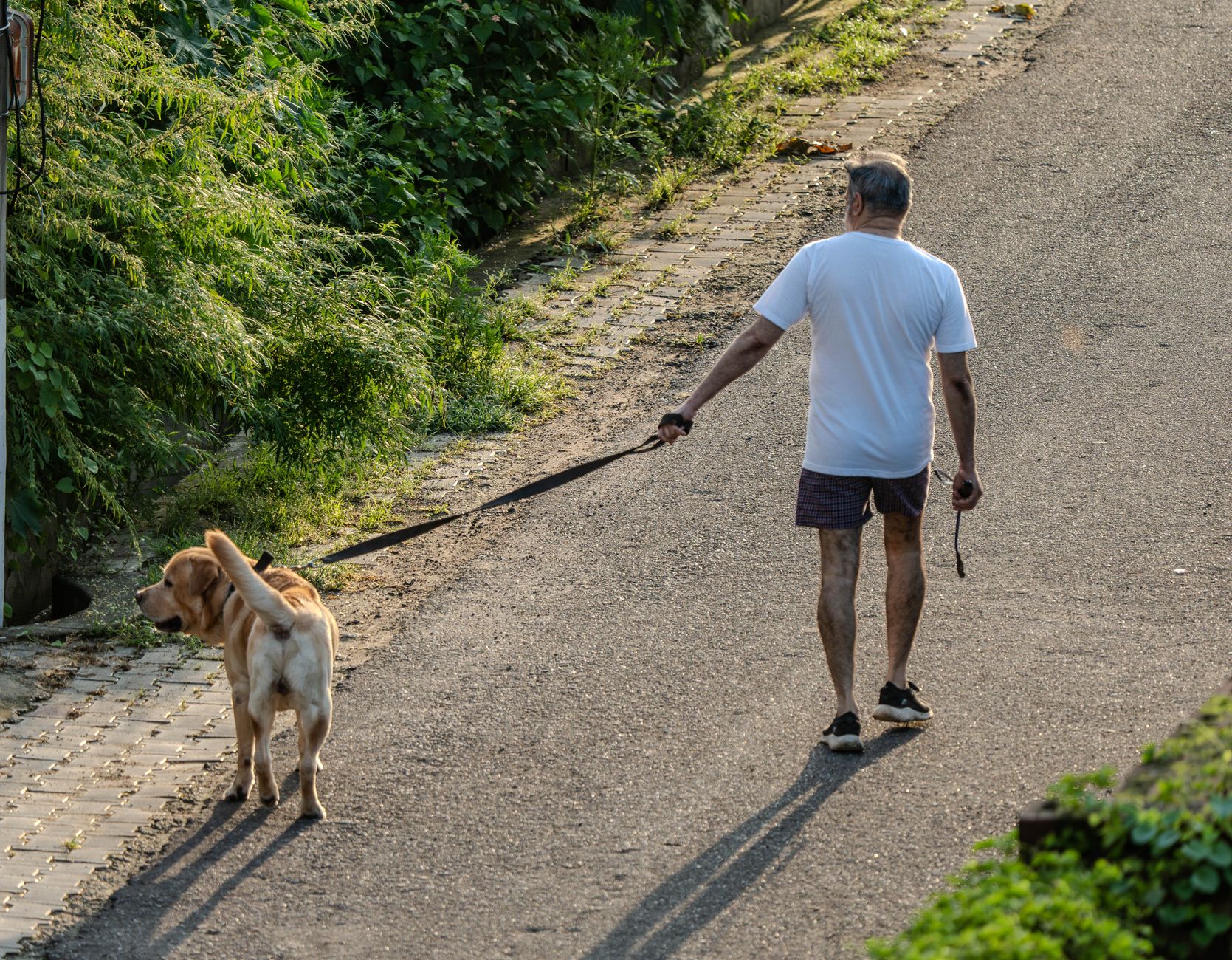 シニア犬の散歩補助グッズおすすめ8選｜選び方と使い方のポイント