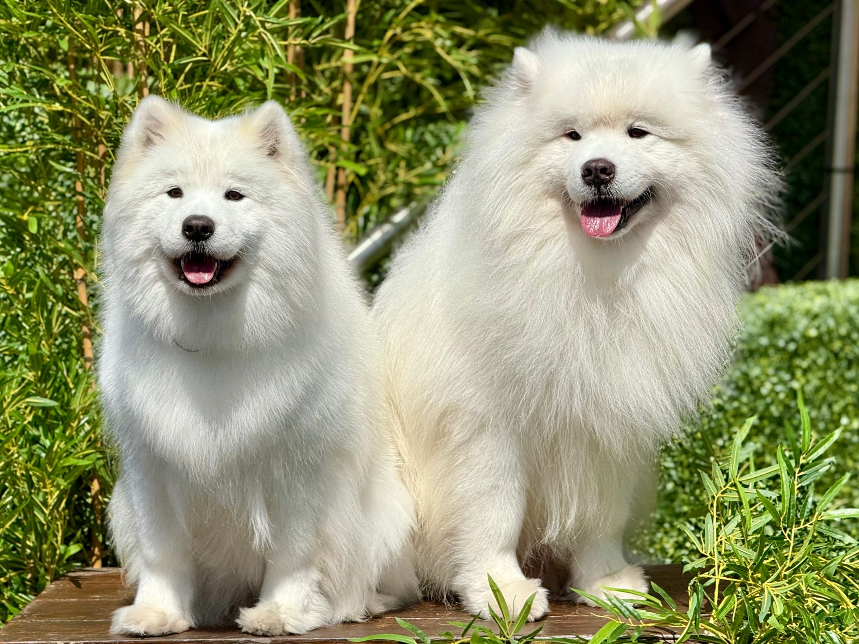 老犬グルーミンググッズおすすめ｜シニア犬の負担を減らす選び方