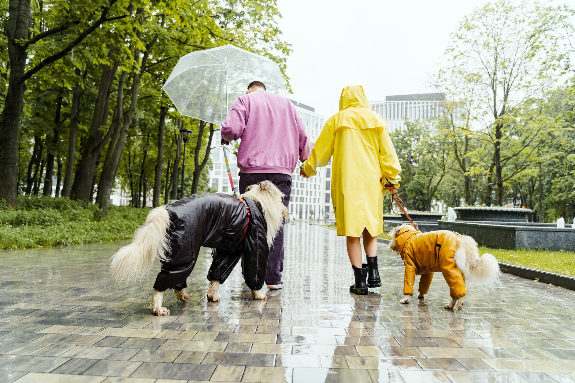 シニア犬のレインコート選び方とおすすめカッパ｜雨の日も安心散歩